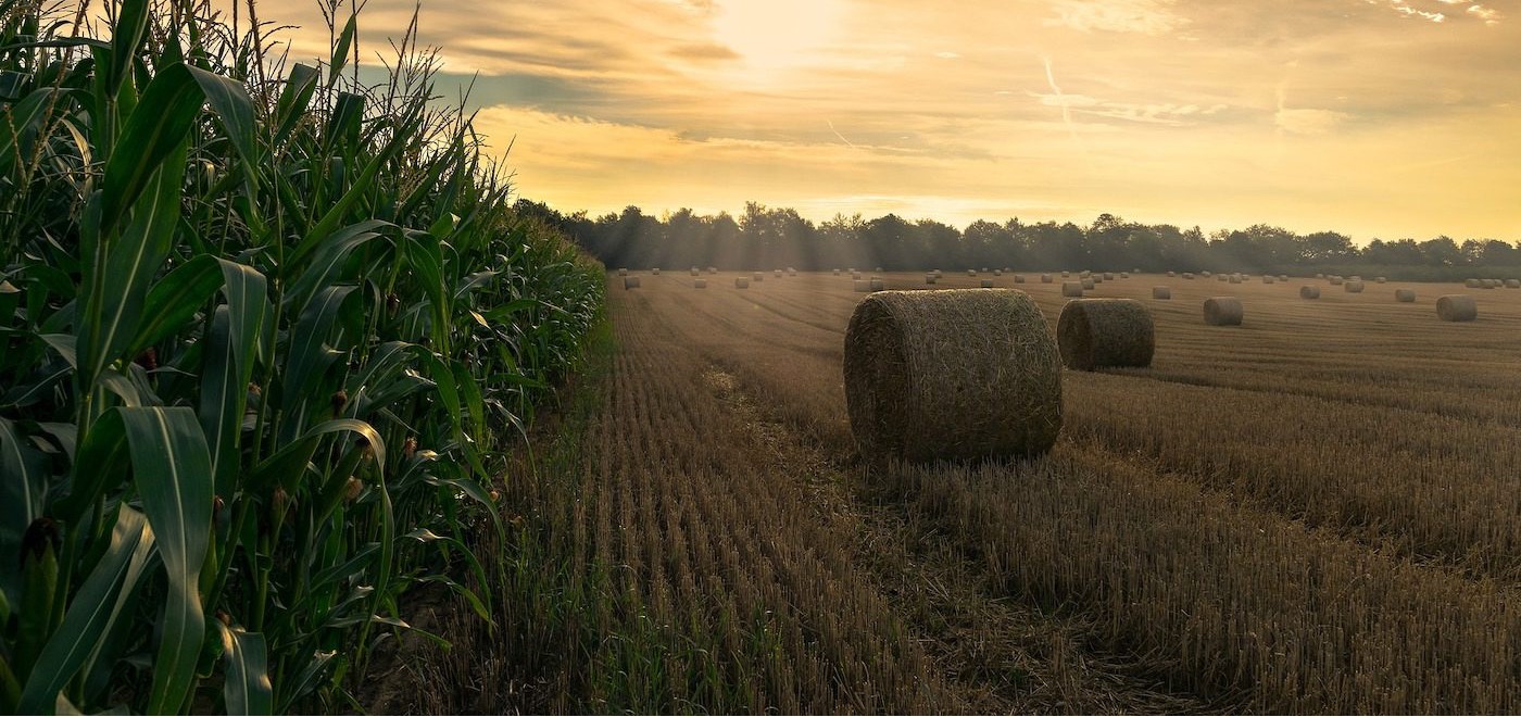 Picture of hay bales in a field next to rows of corn.